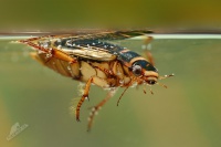 Potapnik vroubeny - Dytiscus marginalis - Great Diving Beetle 5057